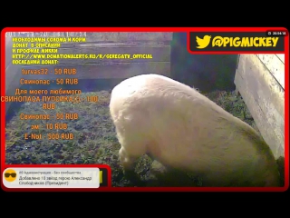 video серёгаtv официальная страница live sex
