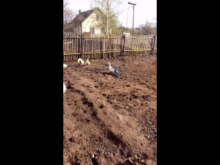 video чё нашла в то и нарядилась sex