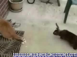 video сексуальные домогательства кролика sex