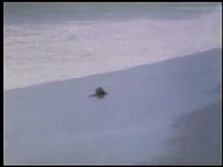 video десять невест ten little maidens 1985 по мотивам а кристи десять негритят sex