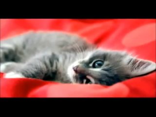 video full hd мультимедиа видаков и видако образных dvd br ящиков закончилась sex