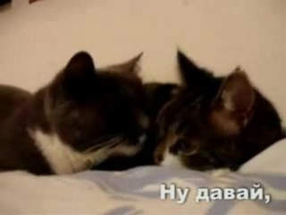 video кошачье порно прикольное видео sex