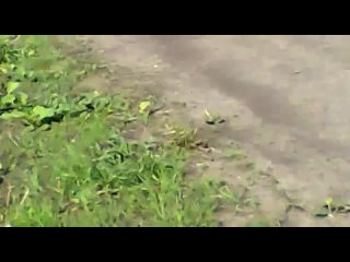 video машина на глазах из желтой превратилась в черную sex