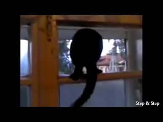video кот гаал пока не застукали егоочень красивый секс музыкальный магазин трах минет анал пизда разврат проститутка sex