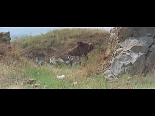 video убальда обнаженная и жаркая эдвиж фенек sex
