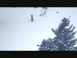 video wolf pack gives chase to group of elk viralhog sex