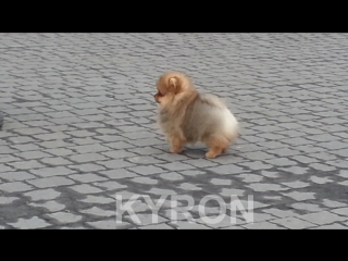 video kyron prayd pom мальчик продается папа joyful berry the bright cotton candy мама zeta jones olivia prayd pom sex