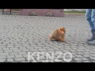video kenzo prayd pom мальчик продается папа joyful berry the bright cotton candy мама zeta jones olivia prayd pom sex