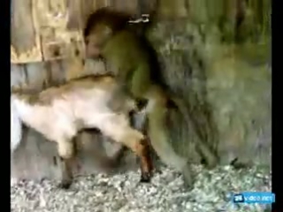 video гордый и дерзкий каазец ебет овцу sex