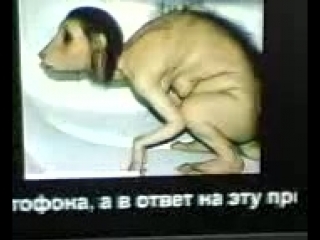 video девочка порвавшая каран превратилась в крысу sex