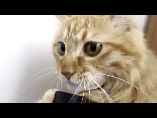 video а вот нехуй хуй сметаной мазать sex