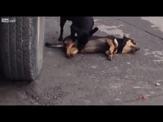 video собачки ебуться шок порно зоофилися мясо драка дом2 дота варкрафт фочан двач секс трах жопа сиськи хуй черная sex