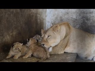 video нежное видео львица лола и ее очаровательные львята lioness lola and her adorable lion cubs sex
