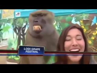 video monkey touch breasts обезьянке понравилась грудь репортерши sex
