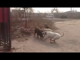 video собачьи бои аргентинские доги проверка укуса свинья sex