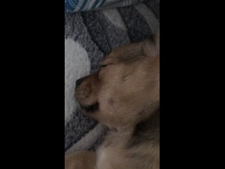 video 超性感漂亮的大长腿美女张x彤酒店大战土豪视频流 img 0142 mov sex