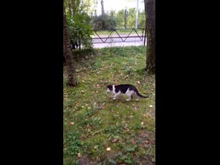 video 每天一起夜跑的天菜跑友竟然主動蹲下吹我充滿汗味的肉棒 mov 0532 mp4 sex