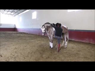 video исключительно хорошая лошадь sex