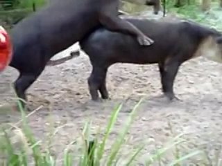 video как спариваются молодые sex