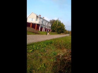 video продается девочка американская акита sex