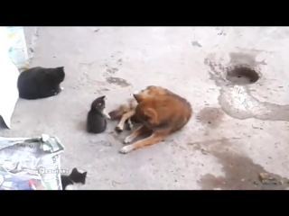 video mother cat with kittens came to old friend кошка привела котят к своему другу sex