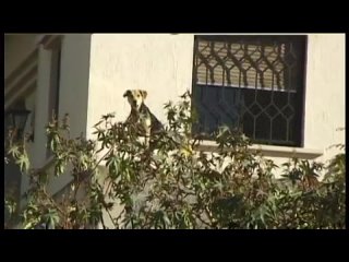 video моя сладкая задница mon beau petit cul mein süsser kleiner arsch my sweet little ass mi dulce culito sex