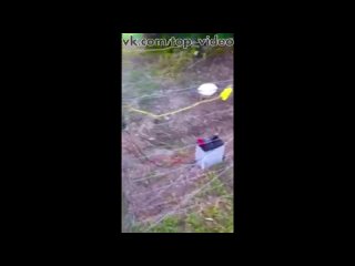 video голая задница электрический забор sex