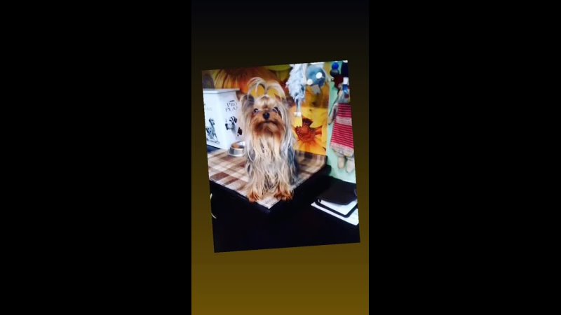video 为了留住公司的股东们社长送出了自己最得意的美女秘书作为他们的内射玩物一个小穴插入两根鸡巴 vid 19871002 010414 802 mp4 sex