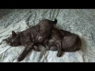 video 角色扮演剧情演绎母子乱伦妈妈午睡黑丝袜蕾 vid 20180313 092121 mp4 sex