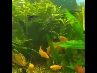 video 逼毛浓密淫骚大波网红多多小树林演绎西游记勾引师父唐憎啪啪被三个徒弟轮番性报复 vid 26511223 010414 051 mp4 sex