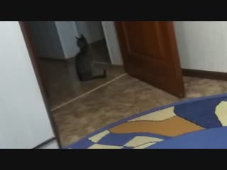 video ночные похождения маши sex