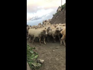 video бесконечноелетомодсвиолеттой img 0531 sex