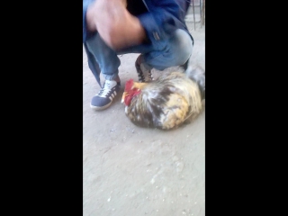 video отписали антифвшиста sxe sex