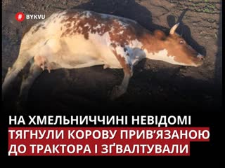 video тянули привязанной к трактору и молодые в хмельницкой области неизвестные поиздевались над коровой sex