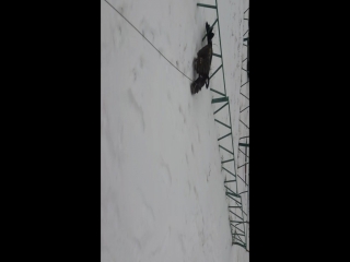 video видео от рафаэля валиуллина sex