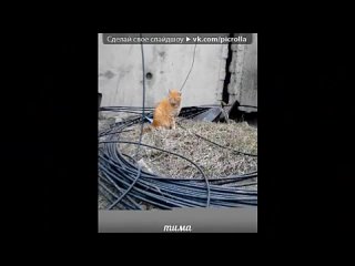 video котята под музыку молодые песни из мультфильмов больше песен с текстом в club16365000 песенка о лете picrolla sex