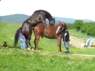 video конь трахает лошадь 1 sex