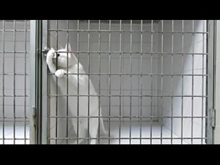 video побег хитрого коте из клетки приколы с девушками жесть ржака порно сиськи член жопа this is хорошо100500 машина sex