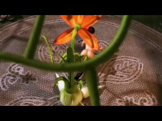 video 3d порно повзрослевшая принцесса the princess has come of age порно мультфильм 3d порно 3d порно лесбиянки растение sex