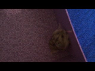 video моя любимая хомячка печенька sex