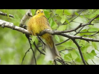 video овсянка обыкновенная самец sex