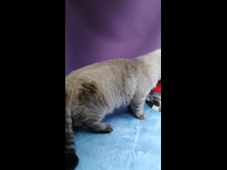 video шотландский страйт мальчик sex