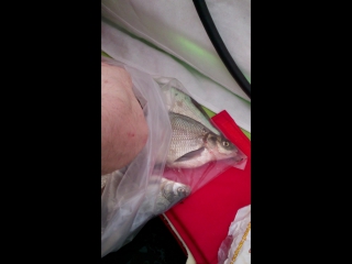 video 爱足美脚社美脚踩踏社区字母圈艾斯爱慕免费视频大全女王踩踏免费视专区提供国内sm mov 0046 sex