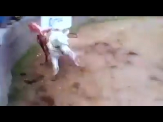 video бык молодыелошади жест ужасно sex