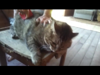 video реально самый страшный кот самый жирный и очень злой кот в мире sex