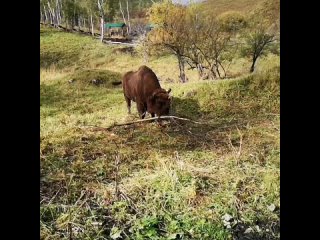 video 越南航空飞行员与漂亮爆乳嫩模女友性爱私密视频流出 vid 37401124 092441 576 mp4 sex