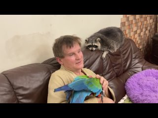 video любовь енота и попугая к папе безгранична love of a raccoon and a parrot for sex