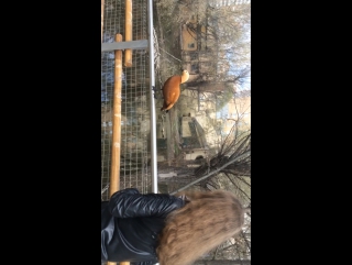 video приобщение вики к природе sex