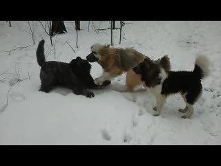 video пёс тотоша с невестой марой и пёс рэй третий в собачьей любви тоже лишний sex