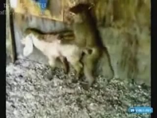 video настоящий каазец ебёт овцу sex